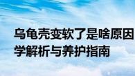 乌龟壳变软了是啥原因 乌龟壳软化背后的科学解析与养护指南